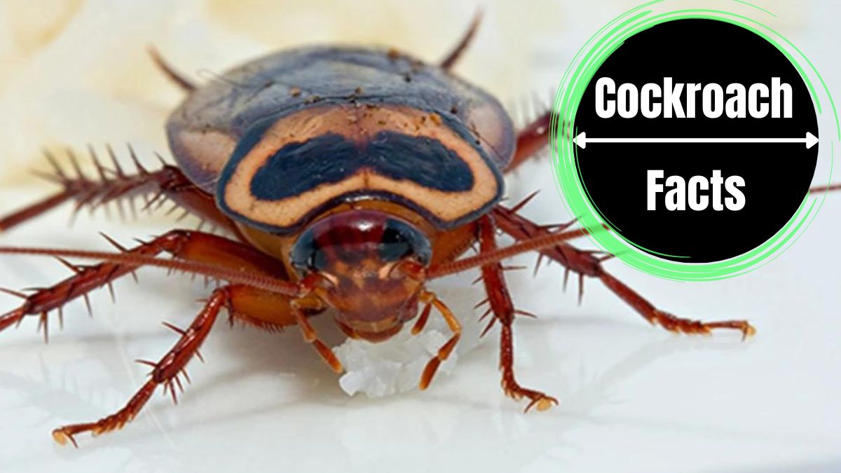 Cockroach Bite
