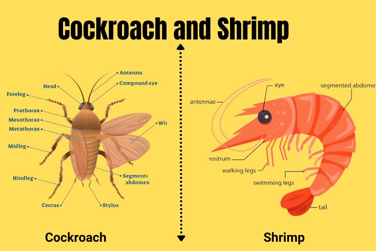 Shrimps and Cockroaches