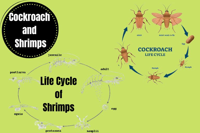Cockroach and Shrimps life cycle