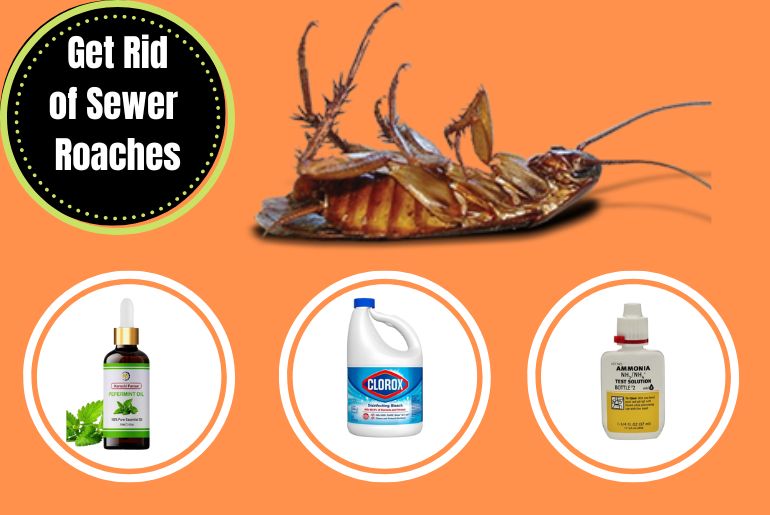 Get Rid of Sewer Roaches