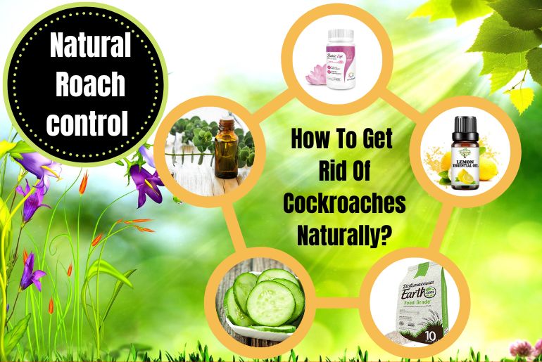 How To Get Rid Of Cockroaches Naturally