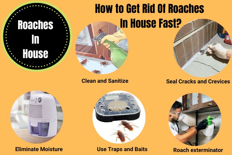 How to Get Rid Of Roaches in House Fast