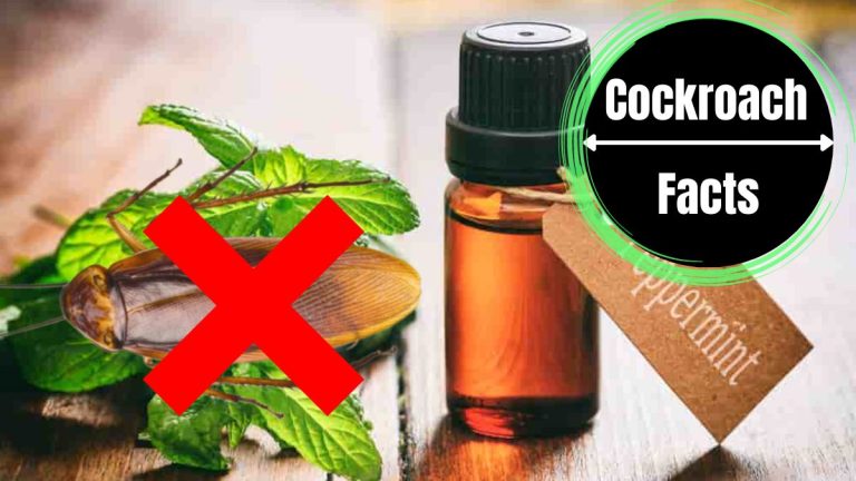 Peppermint Oil for Roaches