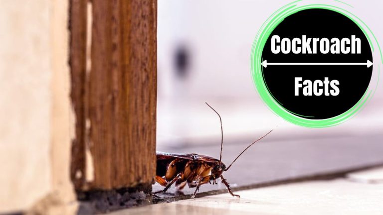 Reasons for Cockroaches in House