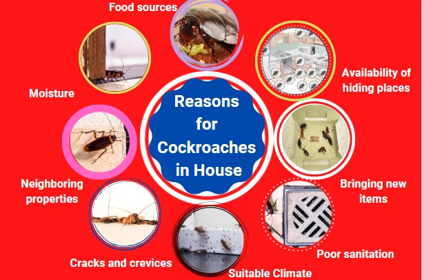 Why Are There Suddenly So Many Cockroaches In My House