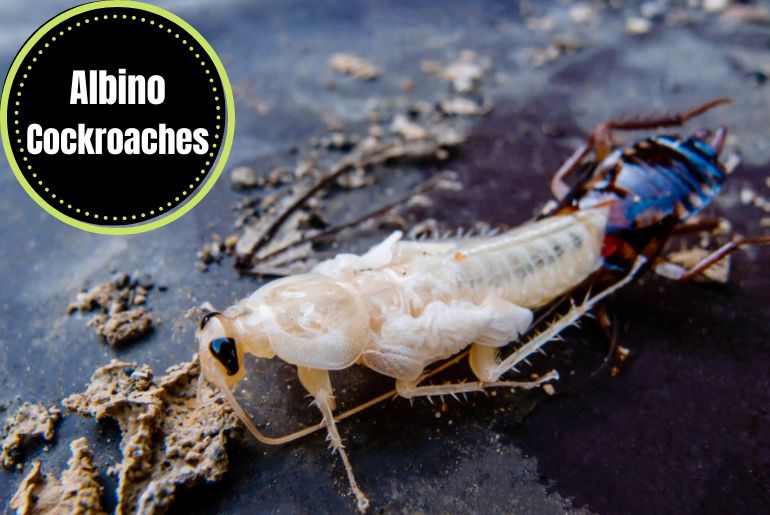 Albino Cockroaches 