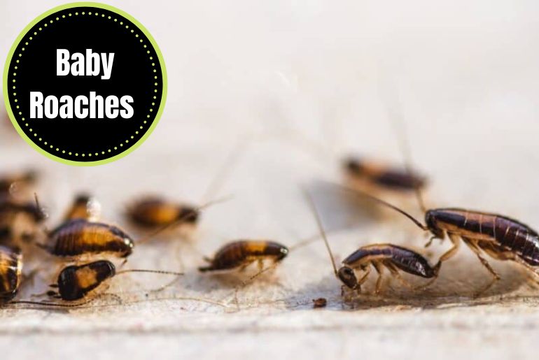 causes of baby roach infestation