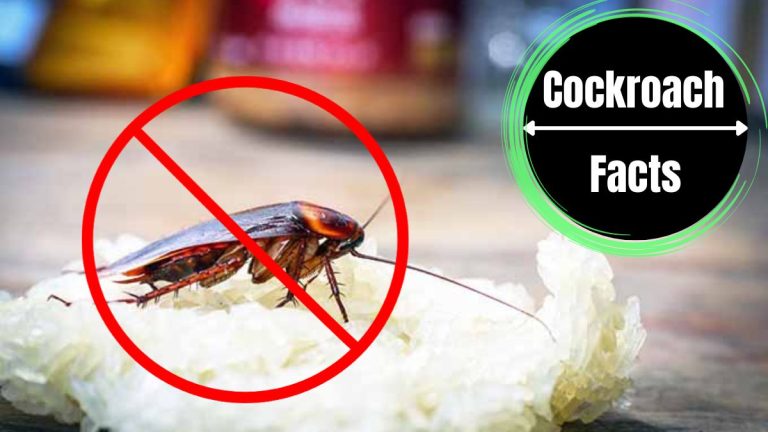 How To Get Rid Of A Heavy Roach Infestation