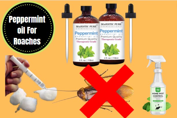 How to use peppermint oil to repel roaches