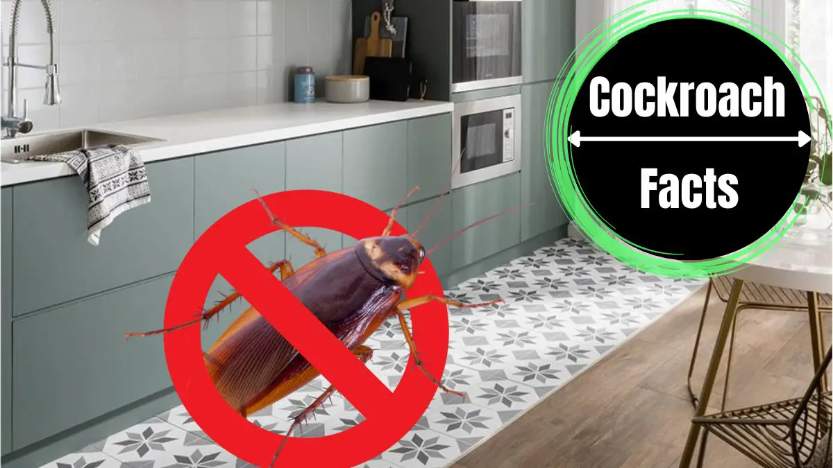 How To Get Rid Of Cockroaches In Kitchen