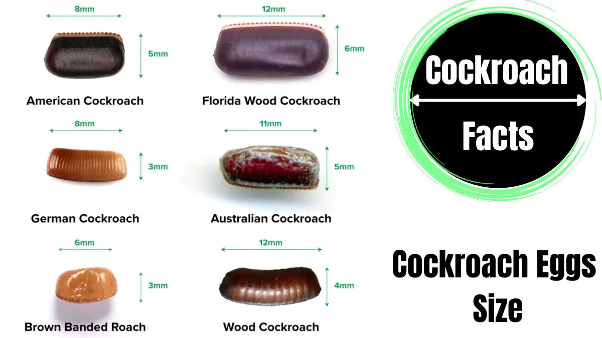 Cockroach Eggs Size