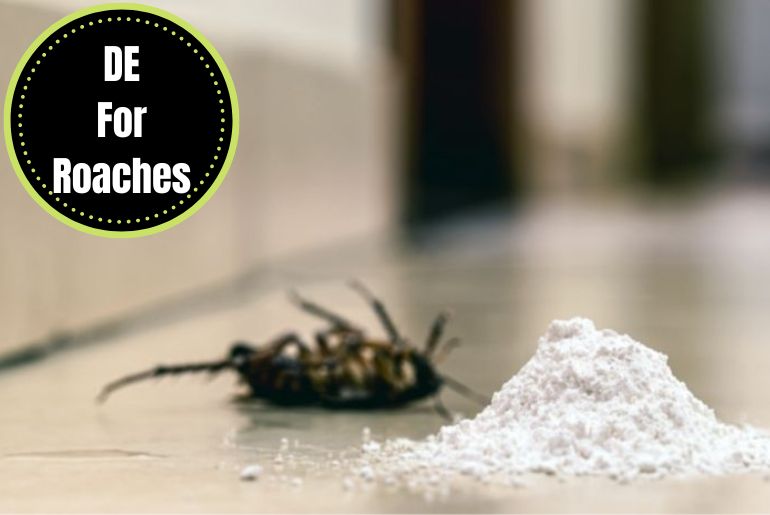 DUSTING OF diatomaceous earth ON ROACHES