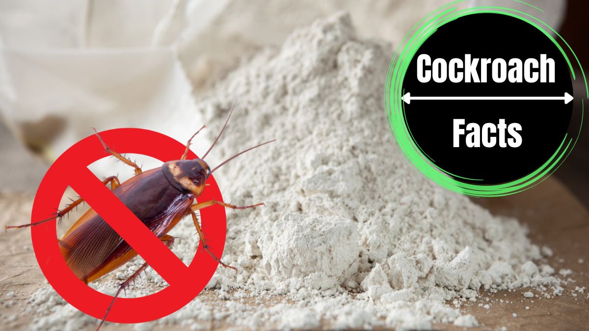 Diatomaceous earth FOR ROACHES