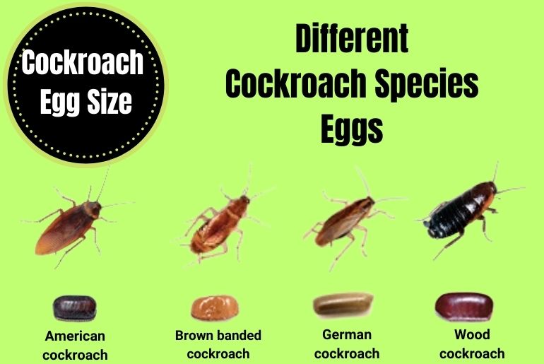 Different Cockroach Species Eggs