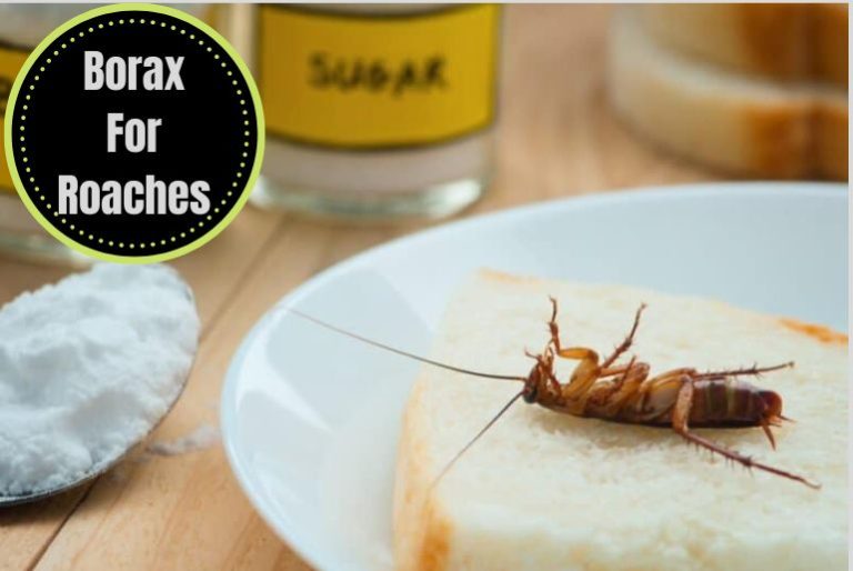 Does Borax Kill Roaches? A Complete Visual Guide The Cockroach Facts