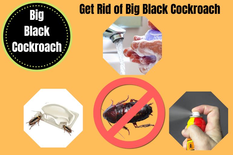 Get Rid of Big Black Cockroach