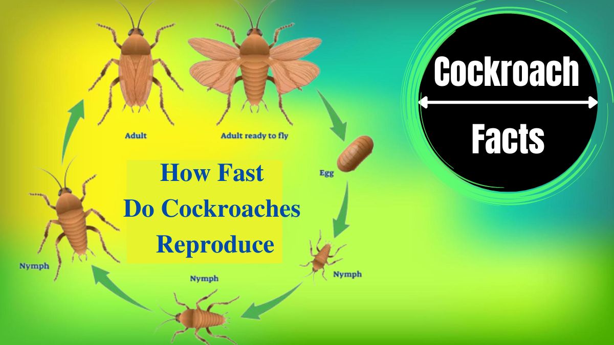 How Fast Do Cockroaches Reproduce
