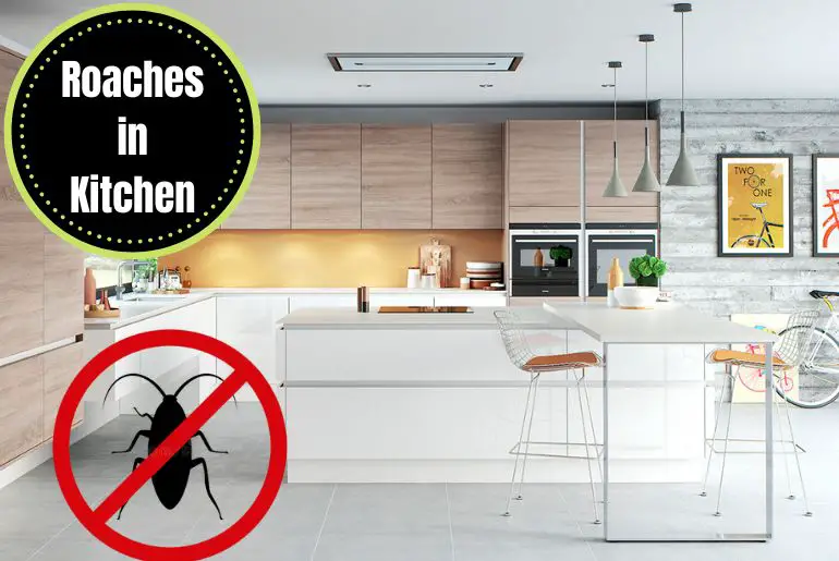 How To Get Rid Of Cockroaches In Kitchen