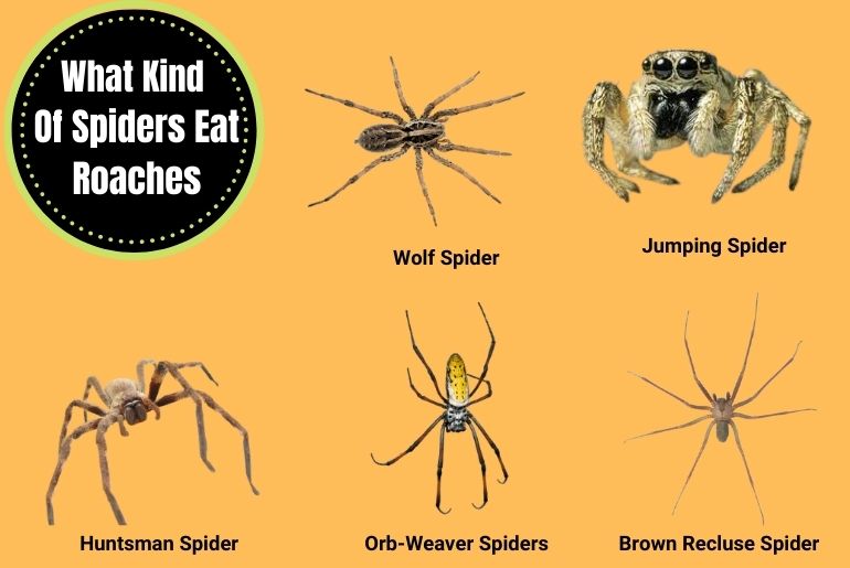 What Kind Of Spiders Eat Cockroaches?