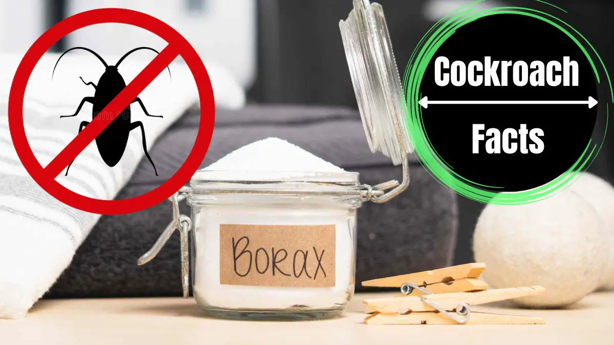borax for cockroaches
