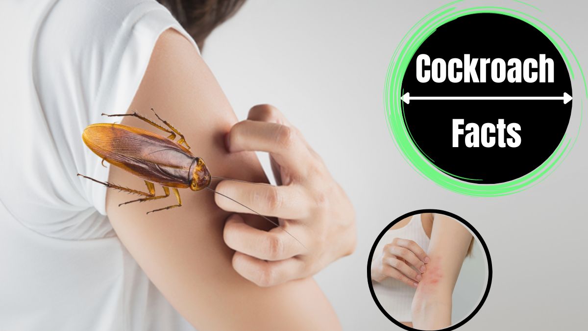 cockroach bite humans