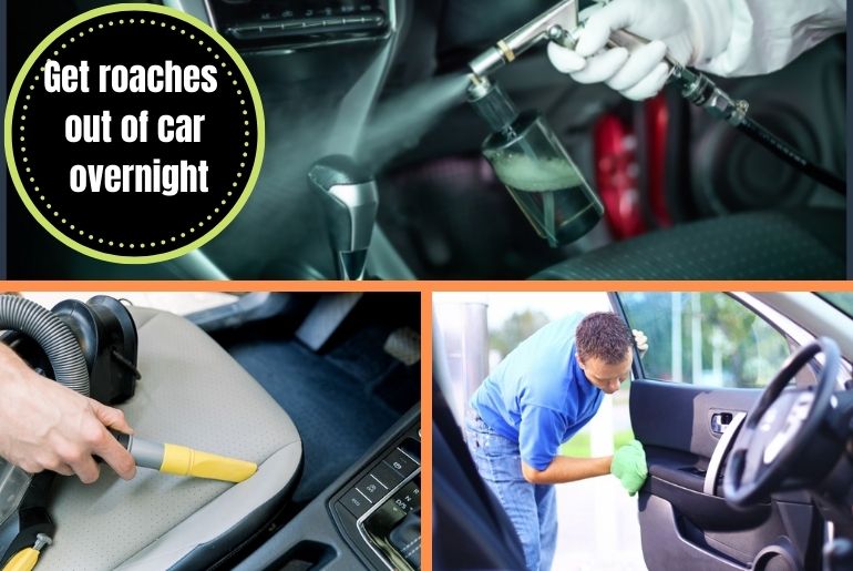 how to get roaches out of your car overnight