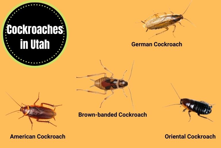 Cockroaches in Utah