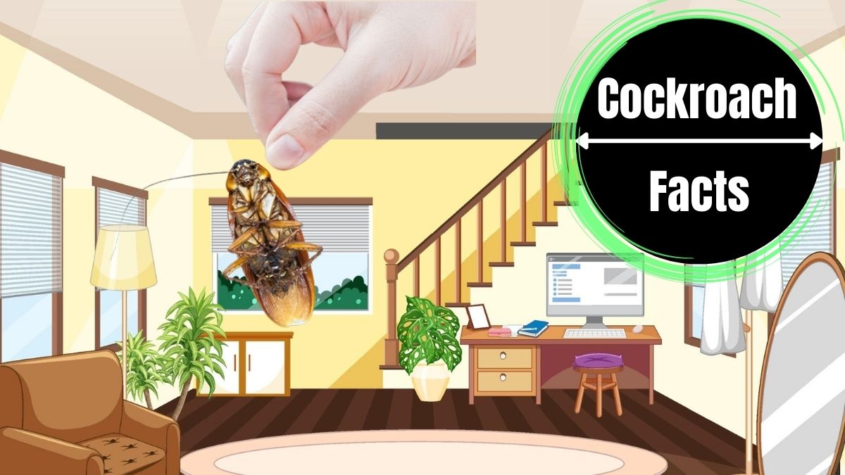 Finding a cockroach in your house