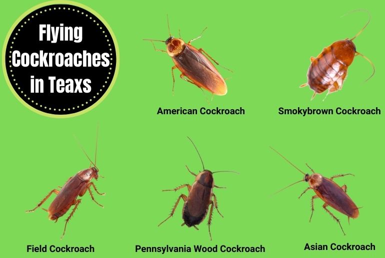 Flying Cockroaches in Teaxs
