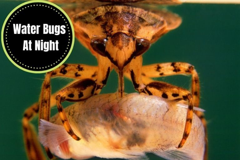why-do-water-bugs-come-out-at-night-the-cockroach-facts