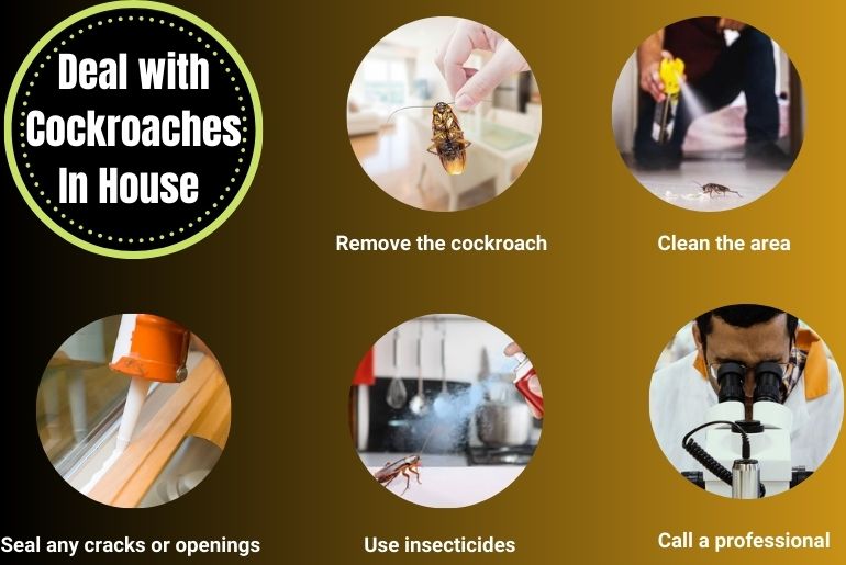 What To Do If You Find A Cockroach In Your House