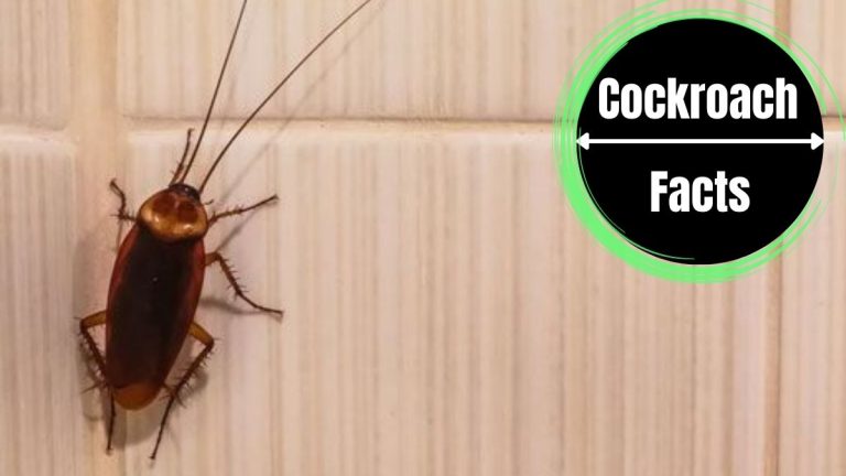 Can Cockroaches Climb Walls?