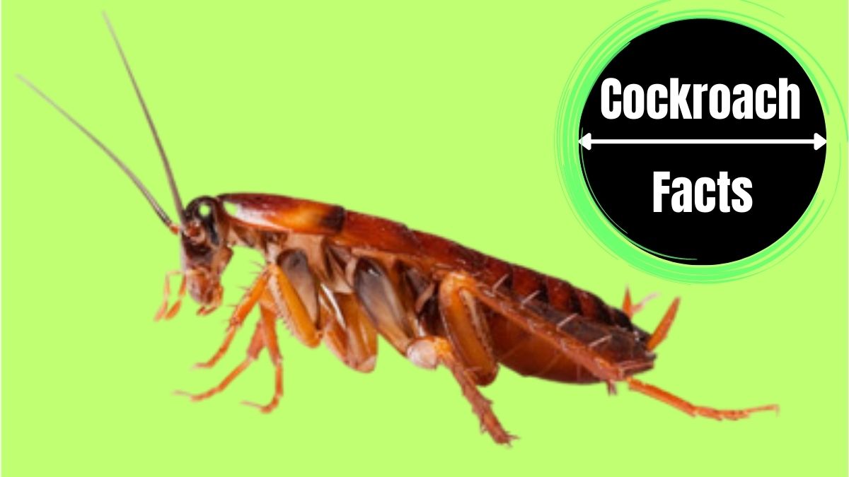 Can Cockroaches Jump?