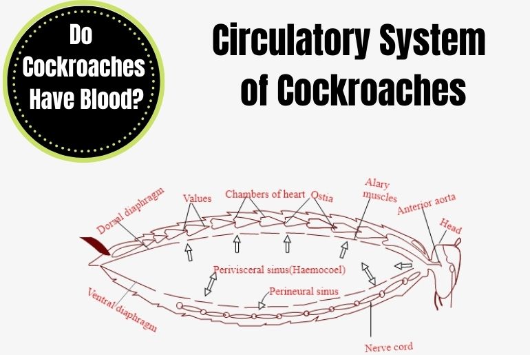 Circulatory System of Cockroaches
