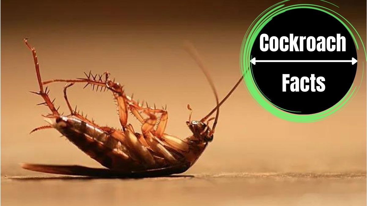 Do Cockroaches Feel Pain