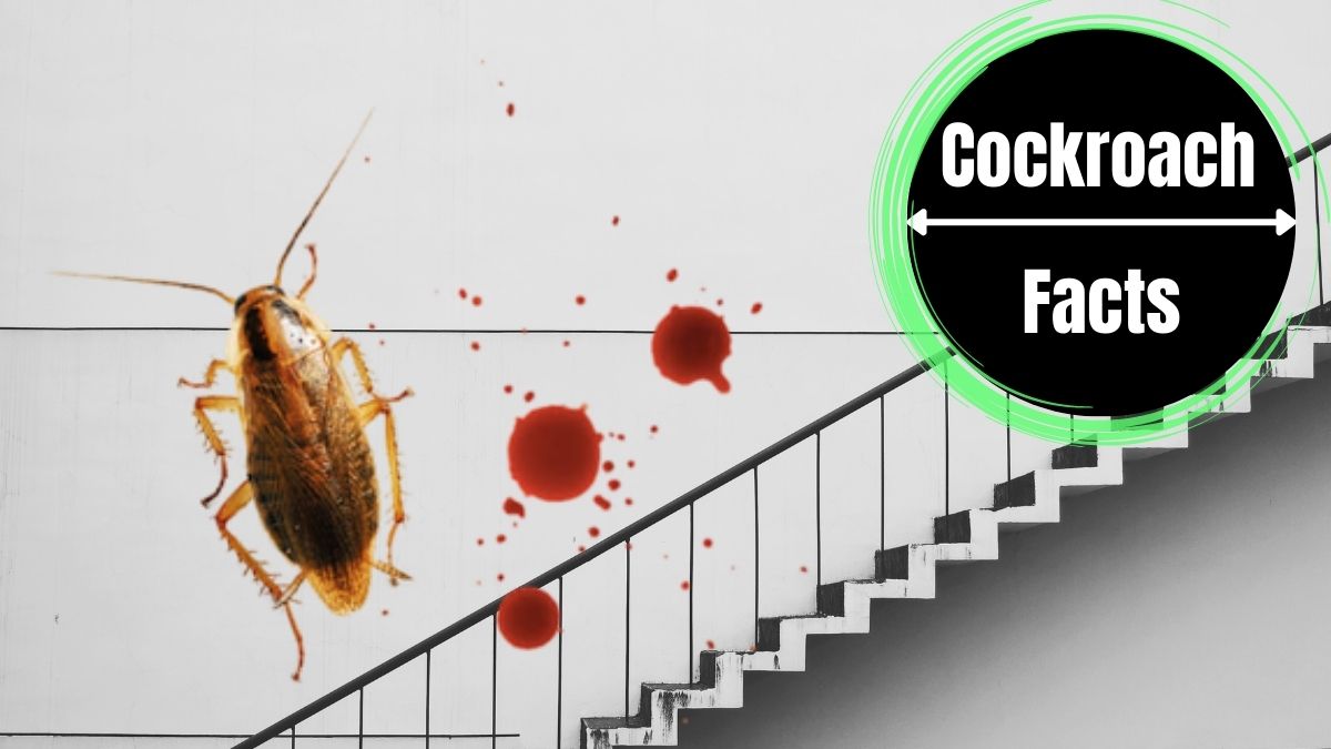 Do Cockroaches Have Blood?