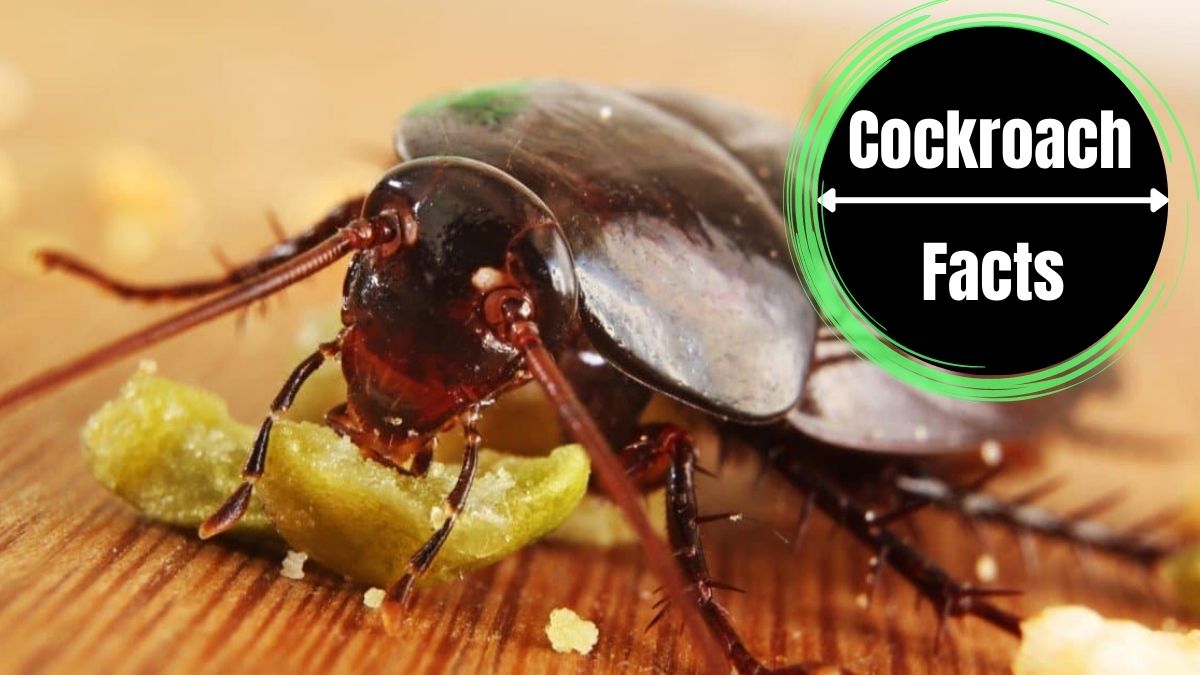 Do Cockroaches Have Teeth?