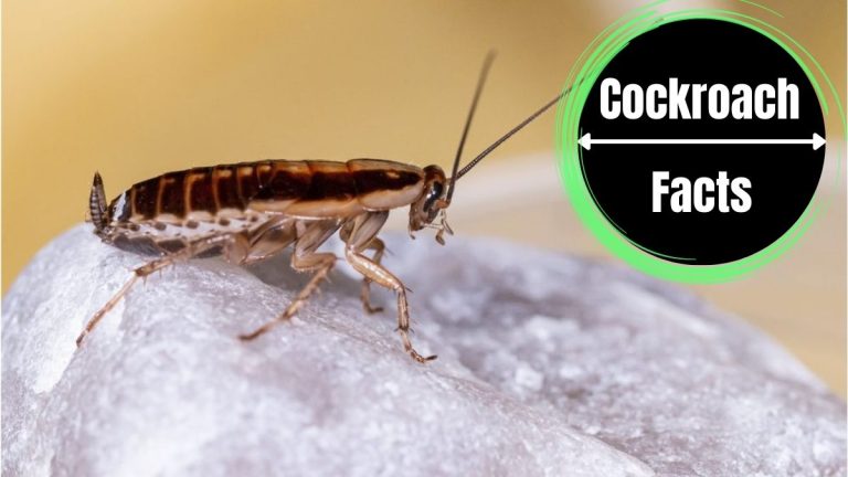 Do Cockroaches Hibernate