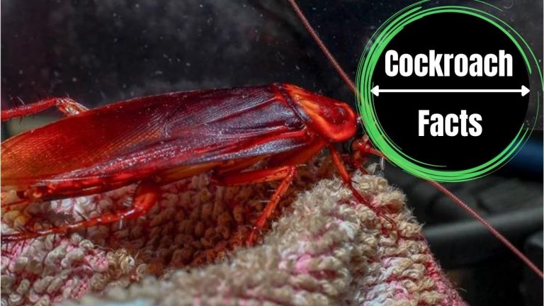 Do Cockroaches Sleep