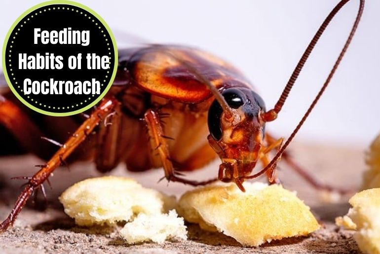 Feeding Habits of the Cockroach