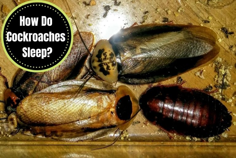 How Do Cockroaches Sleep?