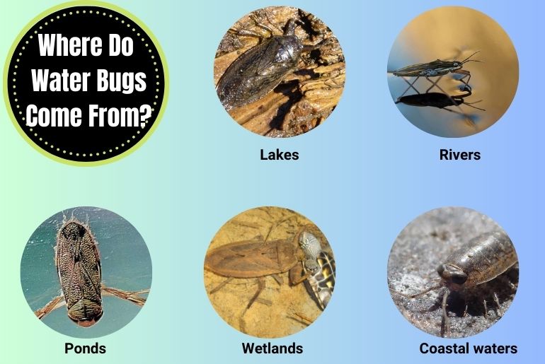 Where Do Water Bugs Come From?
