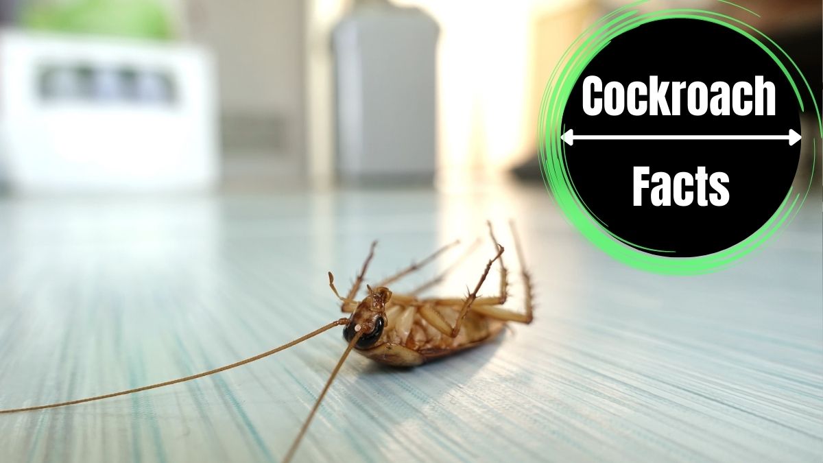 Will Sleeping with the Light on Keep Cockroaches Away?