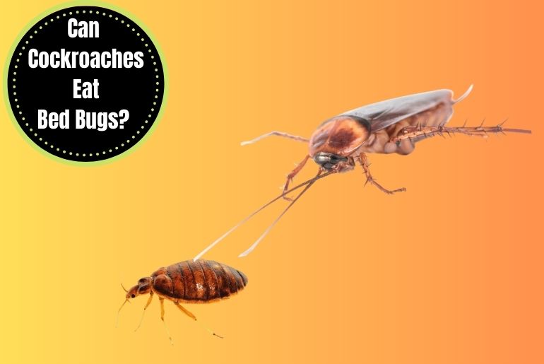 Can Cockroaches Eat Bed Bugs? 