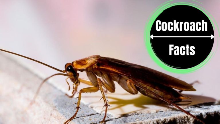 10 Characteristics of Cockroach