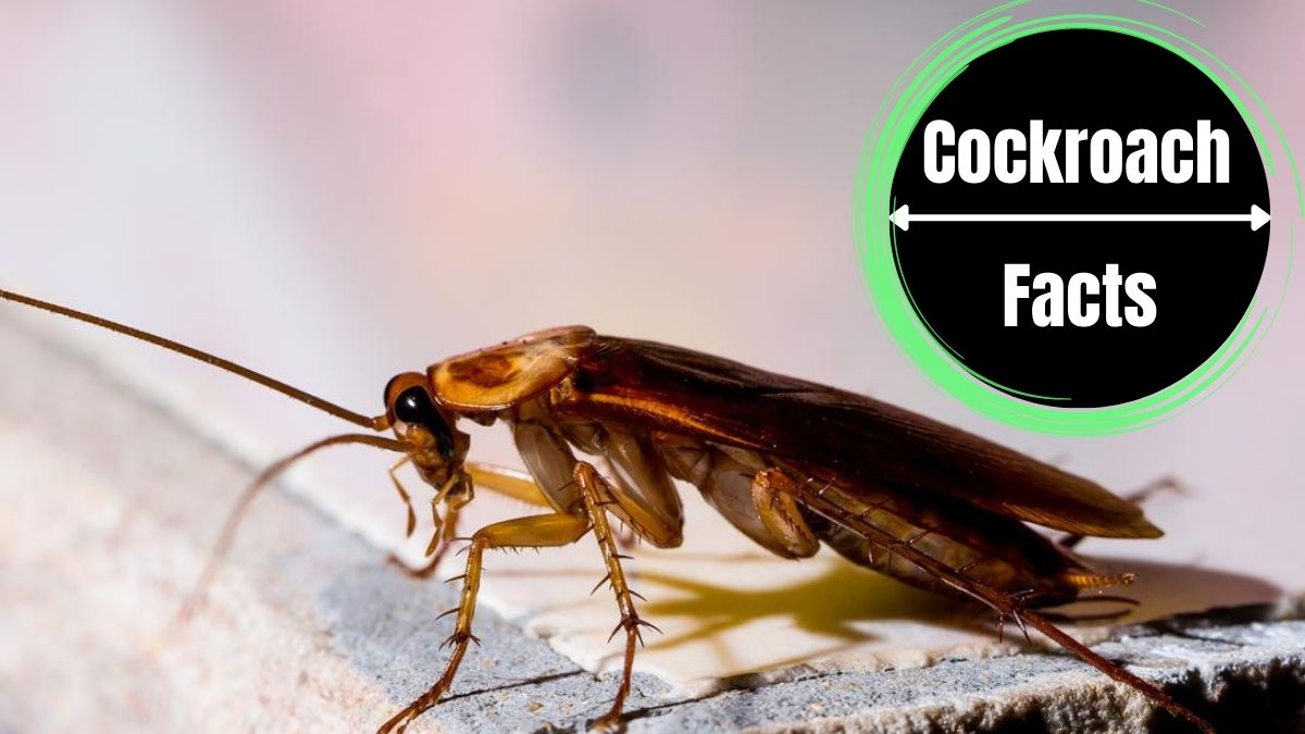 10 Characteristics of Cockroach
