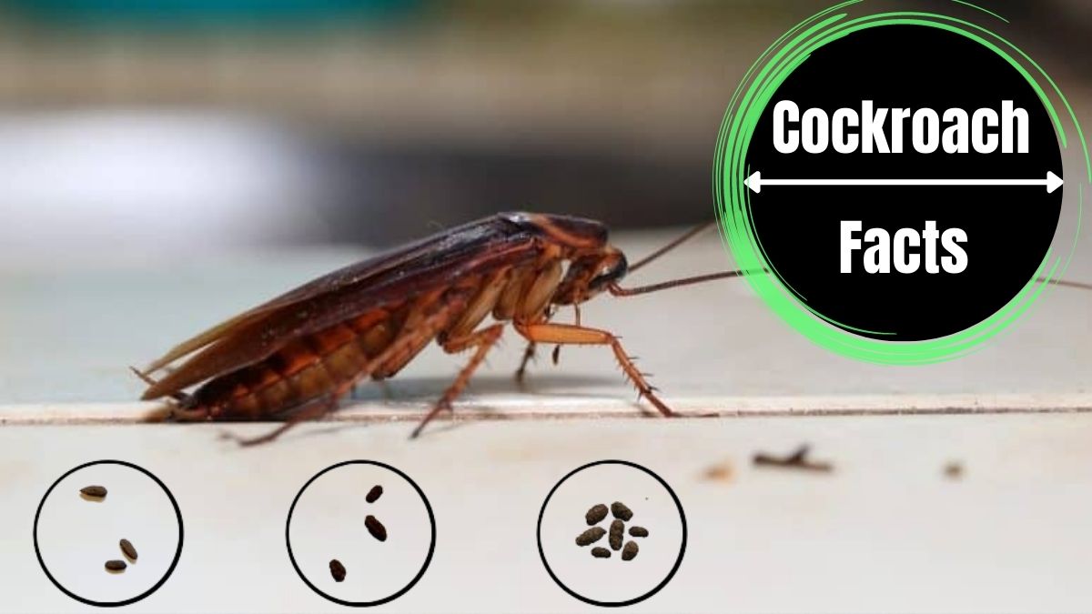 Are Cockroach Droppings Dangerous?