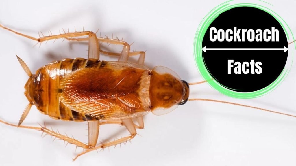 A Comprehensive Guide to Baby Palmetto Bugs Identifying, Preventing