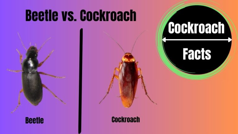 Beetle vs. Cockroach