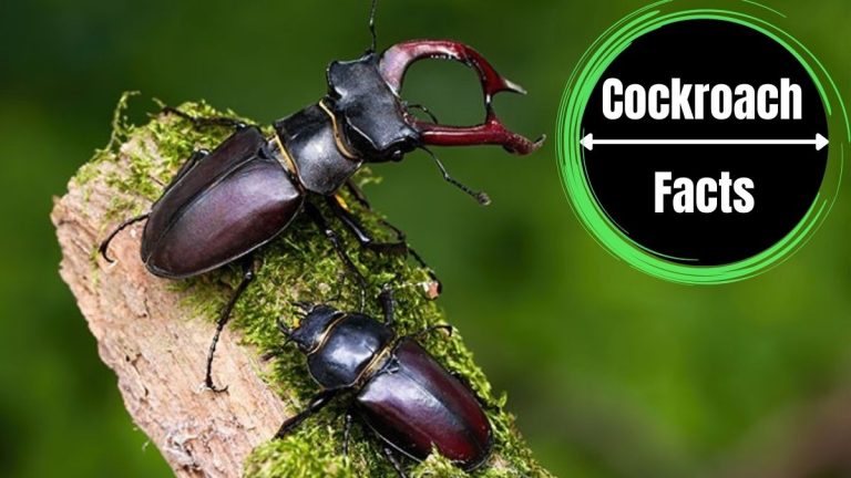 Beetles That Look Like Cockroaches